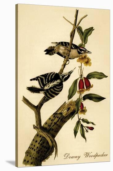 Downy Woodpecker-John James Audubon-Stretched Canvas