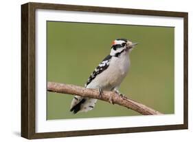 Downy Woodpecker-Lantern Press-Framed Art Print