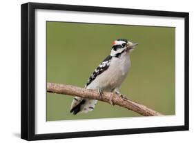 Downy Woodpecker-Lantern Press-Framed Art Print