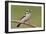 Downy Woodpecker-Lantern Press-Framed Art Print