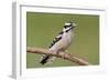 Downy Woodpecker-Lantern Press-Framed Art Print