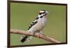 Downy Woodpecker-Lantern Press-Framed Art Print