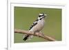 Downy Woodpecker-Lantern Press-Framed Premium Giclee Print