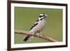 Downy Woodpecker-Lantern Press-Framed Premium Giclee Print