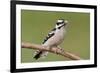 Downy Woodpecker-Lantern Press-Framed Premium Giclee Print