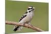 Downy Woodpecker-Lantern Press-Mounted Premium Giclee Print