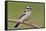 Downy Woodpecker-Lantern Press-Framed Stretched Canvas