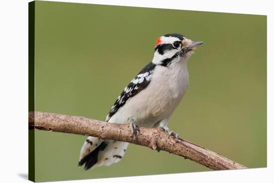 Downy Woodpecker-Lantern Press-Stretched Canvas