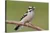 Downy Woodpecker-Lantern Press-Stretched Canvas