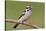 Downy Woodpecker-Lantern Press-Stretched Canvas