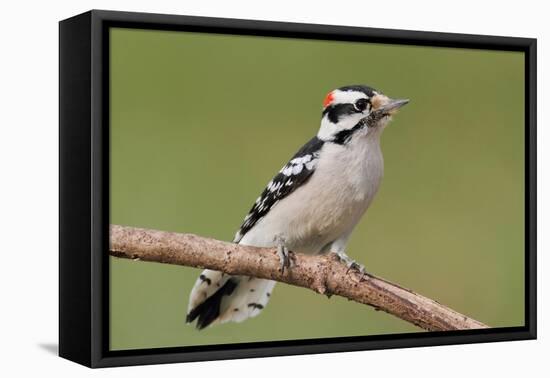 Downy Woodpecker-Lantern Press-Framed Stretched Canvas