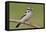 Downy Woodpecker-Lantern Press-Framed Stretched Canvas