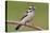 Downy Woodpecker-Lantern Press-Stretched Canvas