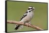 Downy Woodpecker-Lantern Press-Framed Stretched Canvas