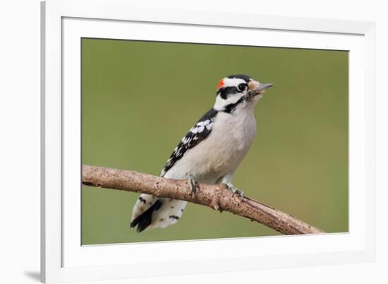 Downy Woodpecker-Lantern Press-Framed Art Print