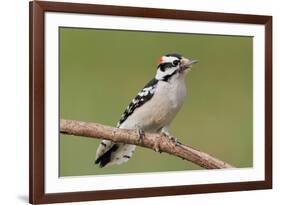 Downy Woodpecker-Lantern Press-Framed Art Print