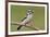 Downy Woodpecker-Lantern Press-Framed Art Print