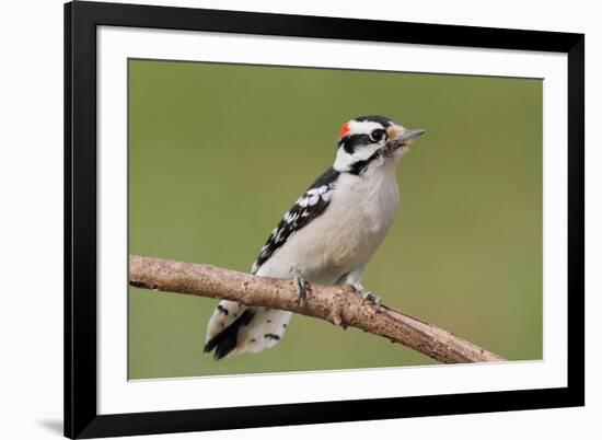 Downy Woodpecker-Lantern Press-Framed Art Print
