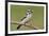 Downy Woodpecker-Lantern Press-Framed Art Print