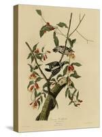 Downy Woodpecker-null-Stretched Canvas