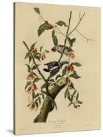 Downy Woodpecker-null-Stretched Canvas