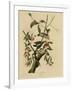 Downy Woodpecker-null-Framed Giclee Print