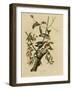 Downy Woodpecker-null-Framed Giclee Print