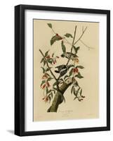 Downy Woodpecker-null-Framed Giclee Print