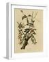 Downy Woodpecker-null-Framed Giclee Print