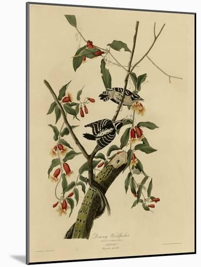 Downy Woodpecker-null-Mounted Giclee Print