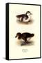 Downy Young Ducks-Henrick Gronvold-Framed Stretched Canvas