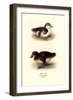 Downy Young Ducks-Henrick Gronvold-Framed Art Print