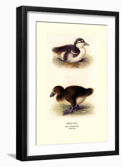 Downy Young Ducks-Henrick Gronvold-Framed Art Print
