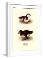 Downy Young Ducks-Henrick Gronvold-Framed Art Print