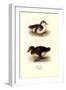 Downy Young Ducks-Henrick Gronvold-Framed Art Print