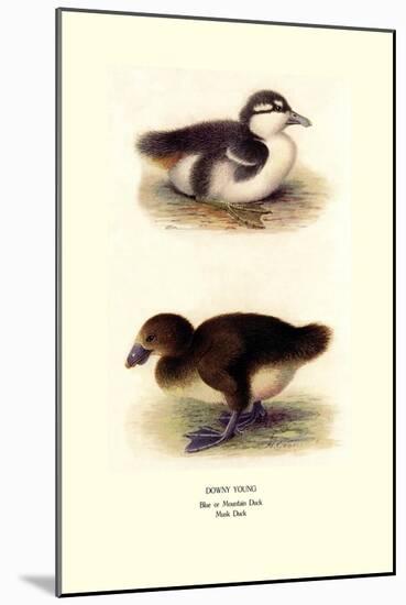 Downy Young Ducks-Henrick Gronvold-Mounted Art Print