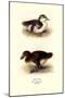 Downy Young Ducks-Henrick Gronvold-Mounted Art Print