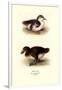 Downy Young Ducks-Henrick Gronvold-Framed Art Print