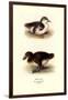 Downy Young Ducks-Henrick Gronvold-Framed Art Print