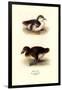 Downy Young Ducks-Henrick Gronvold-Framed Art Print