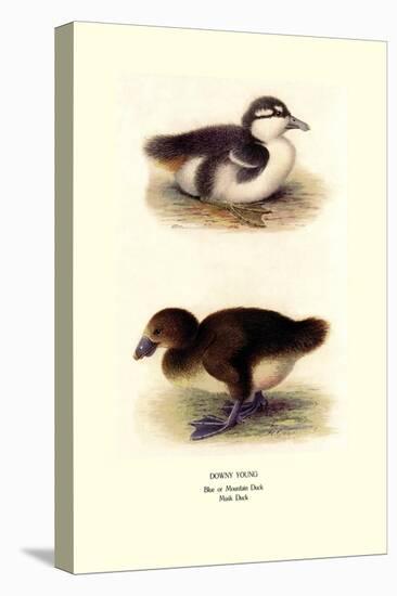 Downy Young Ducks-Henrick Gronvold-Stretched Canvas