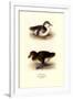 Downy Young Ducks-Henrick Gronvold-Framed Art Print