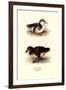 Downy Young Ducks-Henrick Gronvold-Framed Art Print