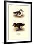 Downy Young Ducks-Henrick Gronvold-Framed Art Print