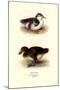 Downy Young Ducks-Henrick Gronvold-Mounted Art Print