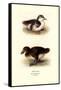 Downy Young Ducks-Henrick Gronvold-Framed Stretched Canvas