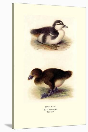 Downy Young Ducks-Henrick Gronvold-Stretched Canvas