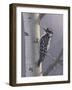 Downy-Jeffrey Hoff-Framed Photographic Print