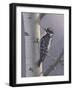 Downy-Jeffrey Hoff-Framed Photographic Print