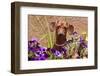 Doxen in Flower Pot-Zandria Muench Beraldo-Framed Photographic Print